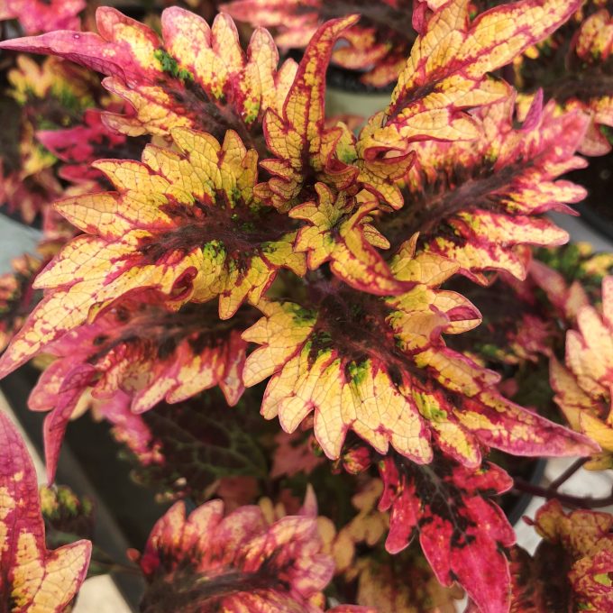 Coleus Underthe Sea Barracuda