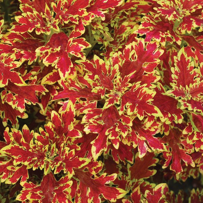 Coleus Wildfire Blaze