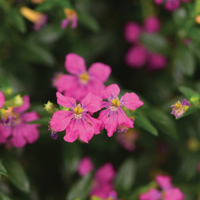 Cuphea FloriGlory Diana