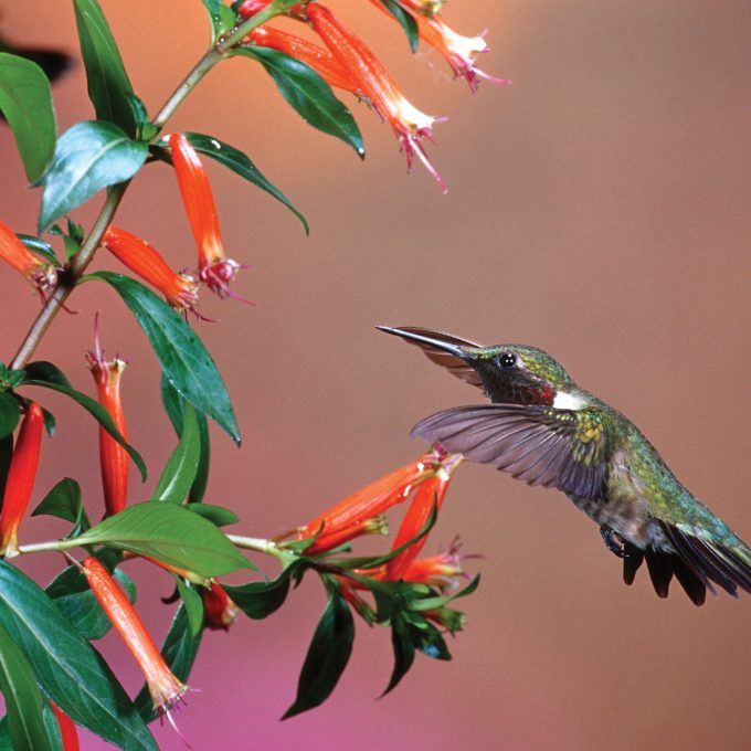 01162-093.19 Ruby-throated Hummingbird (Archilochus colubris) male at Cigar Plant (Cuphea ignea)  Shelby Co. IL