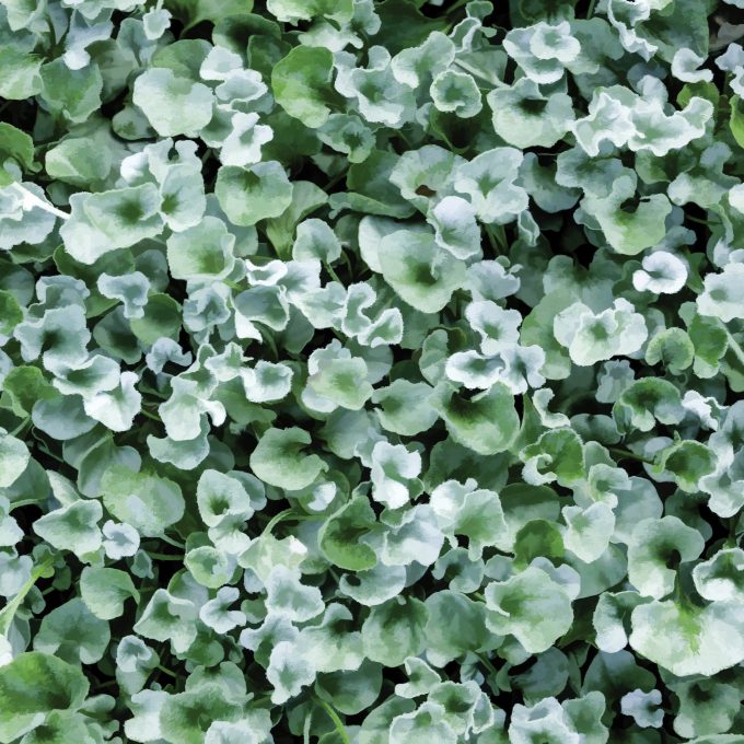 Dichondra Silver Nickel Vine