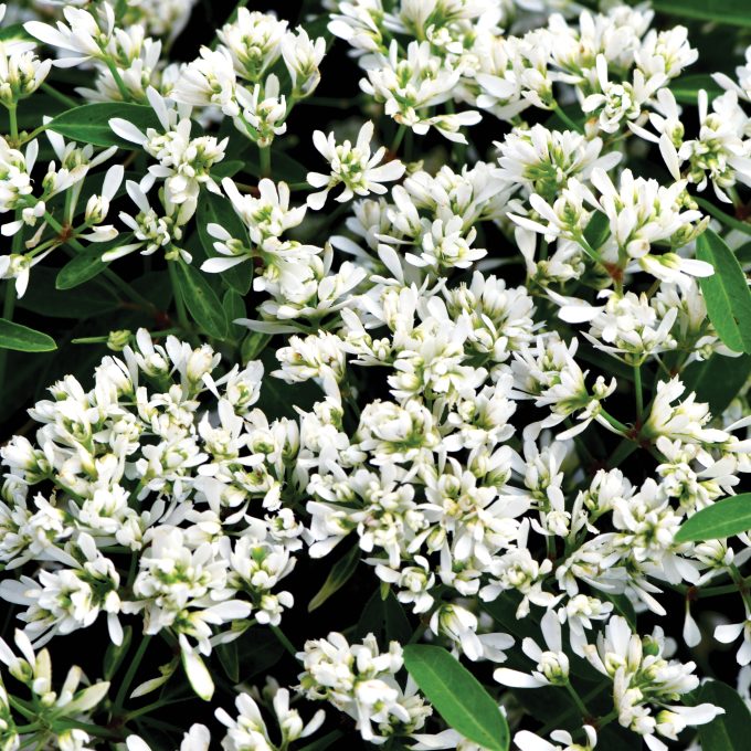 Euphorbia Starblast Snowdrift