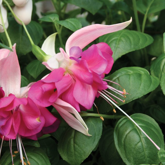 Fuchsia Bella Rosella