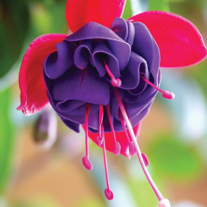 Fuchsia Dark Eyes