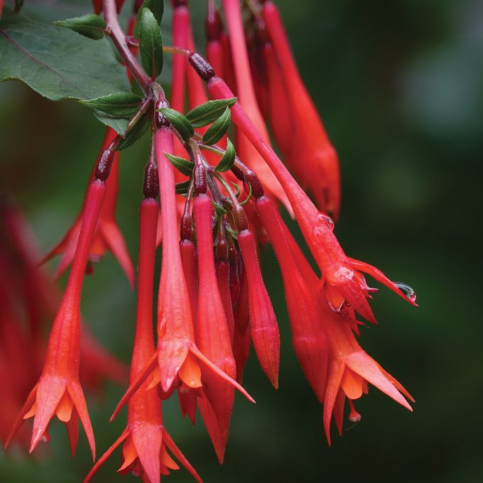 Fuchsia Gartenmeister