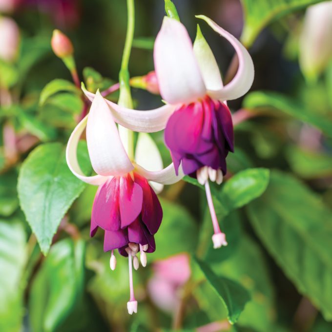 beautiful red and white fuchsia flower on the nature