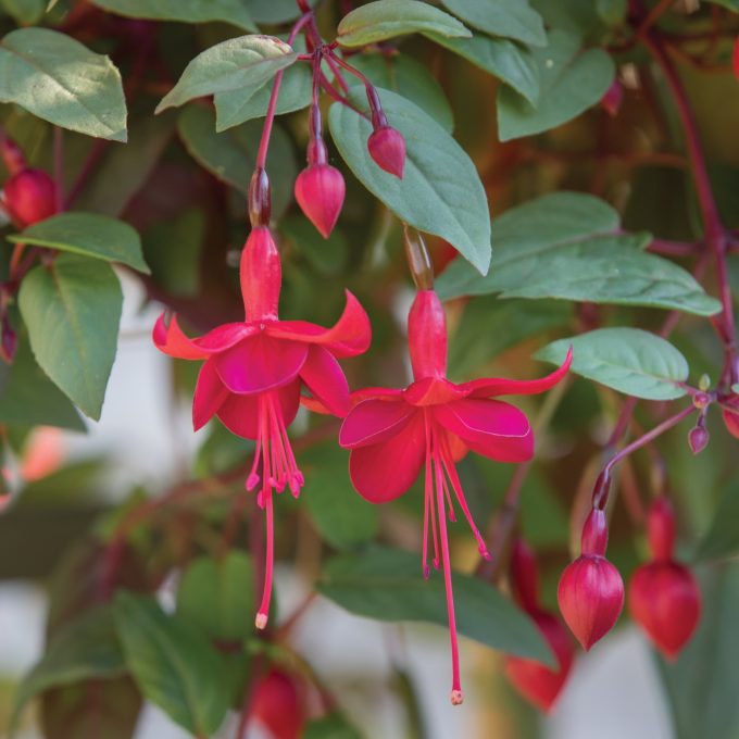 Fuchsia Marinka