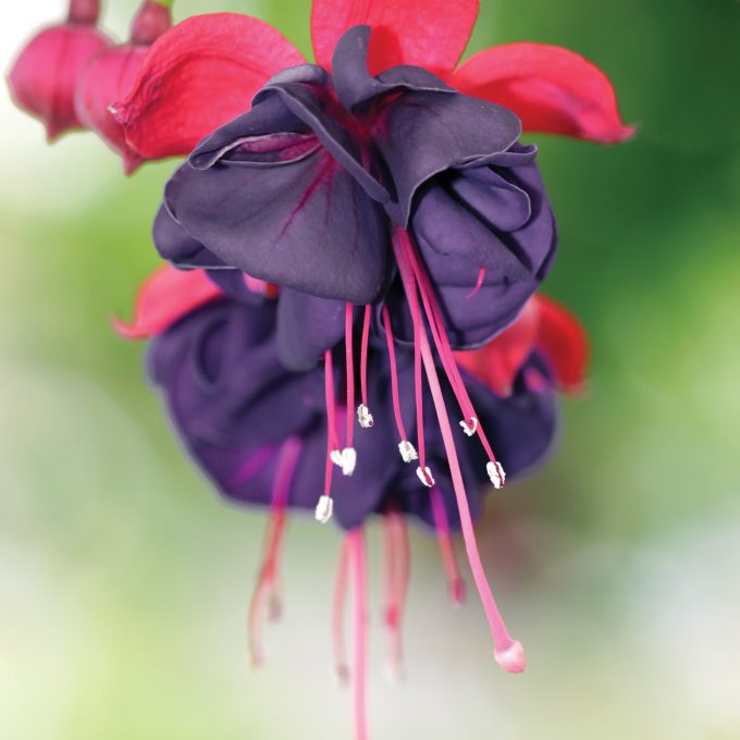 Fuchsia flower