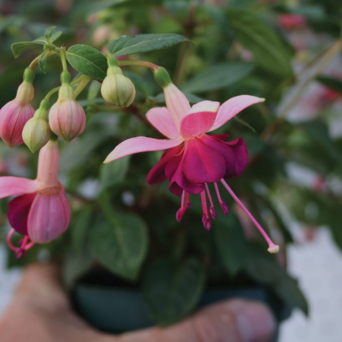 Fuchsia Paula Jane