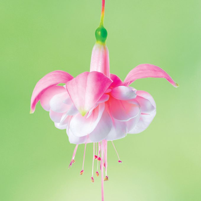 flower of white and gentle pink fuchsia