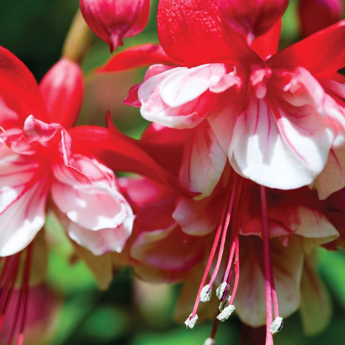 Dancing fuchsias