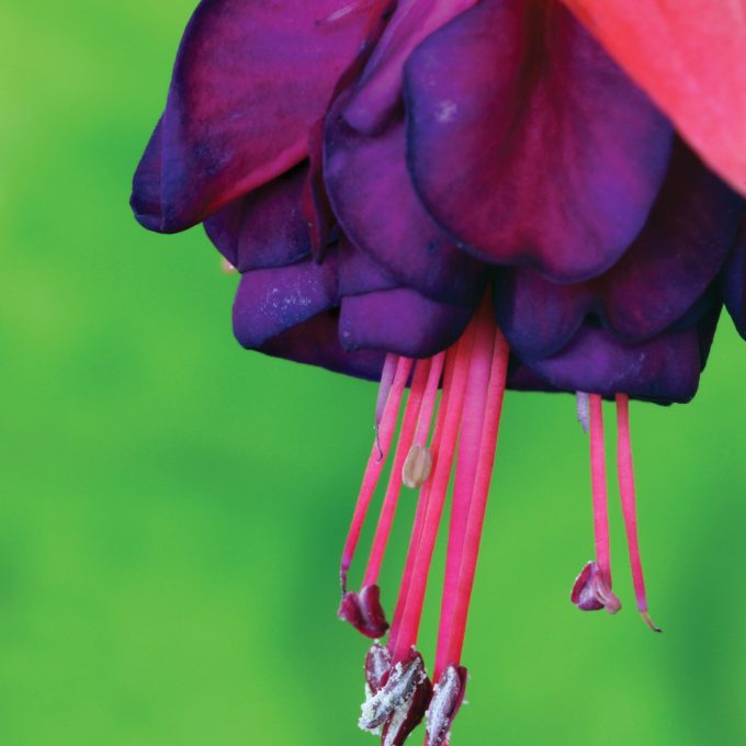 Fuchsia macro detail