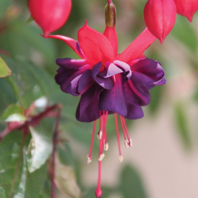 Fuchsia Winston Churchill