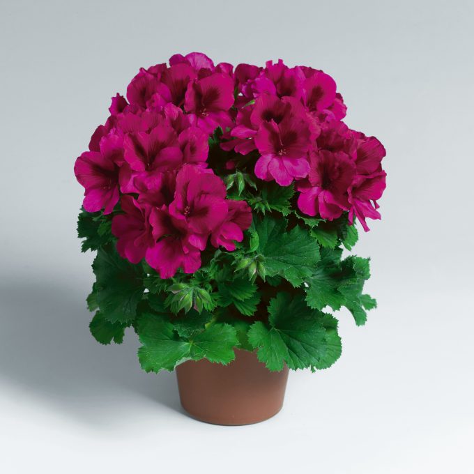 Geranium Aristo Burgundy