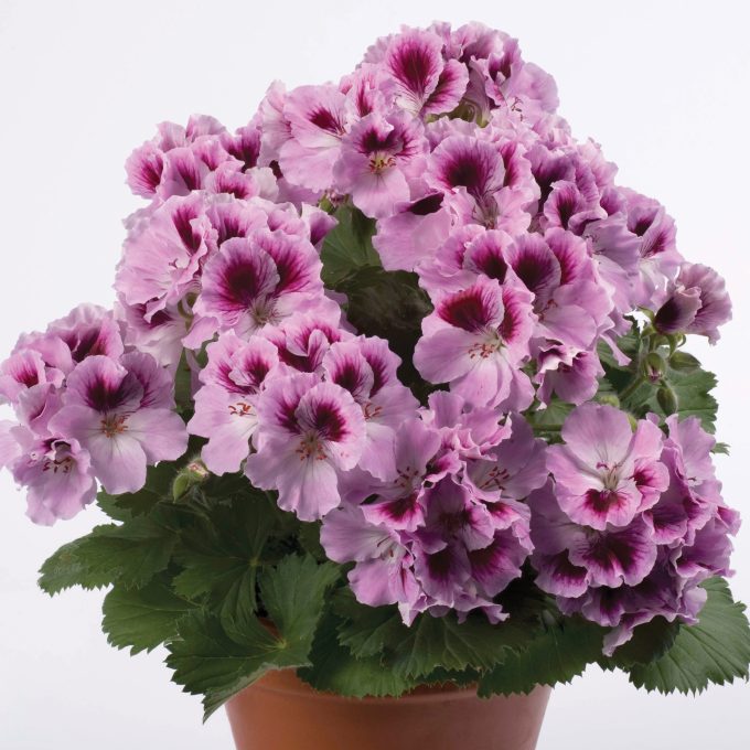 Geranium Aristo Orchid