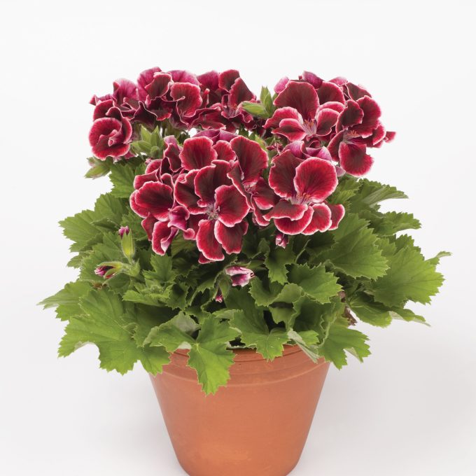 Geranium Aristo Red Beauty