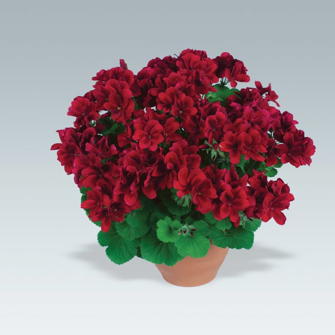 Geranium Aristo Velvet Red Improved