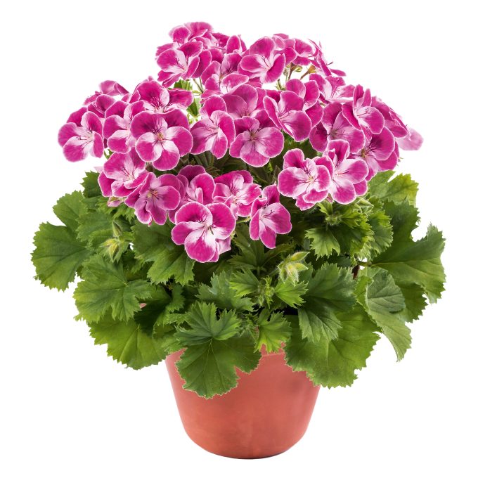 Geranium Pinkerbell