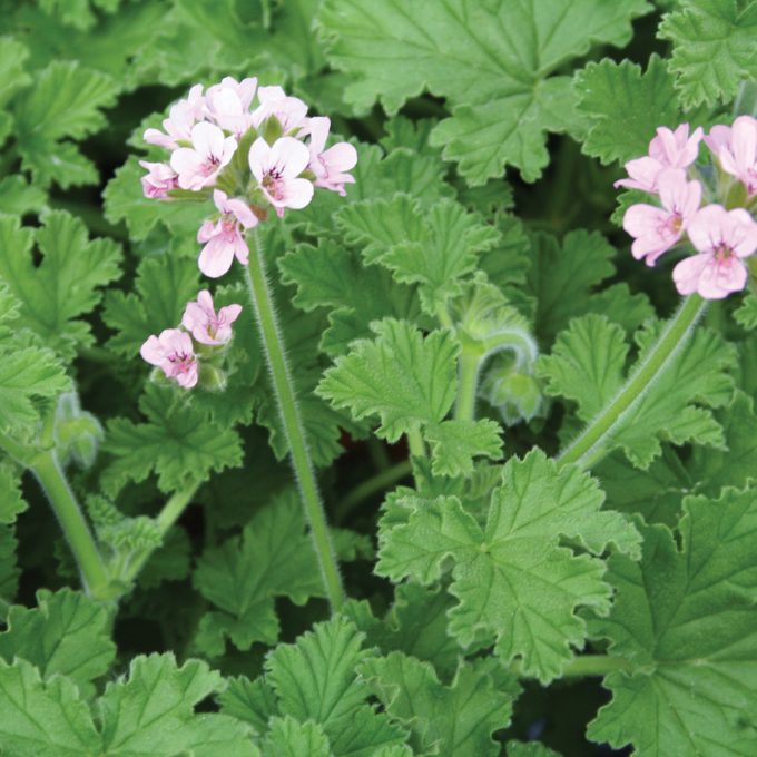 Geranium Scented Attar of Roses