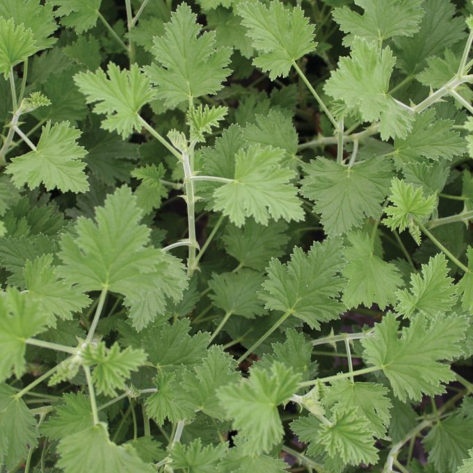 Geranium Scented Citriodorum