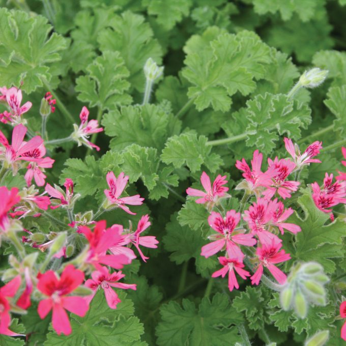 Geranium Scented Concolor Lace