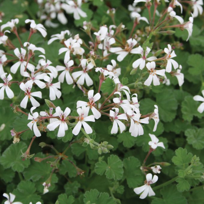 Geranium Scented Fragrans