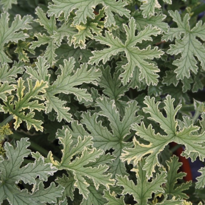 Geranium Scented Lady Plymouth 1