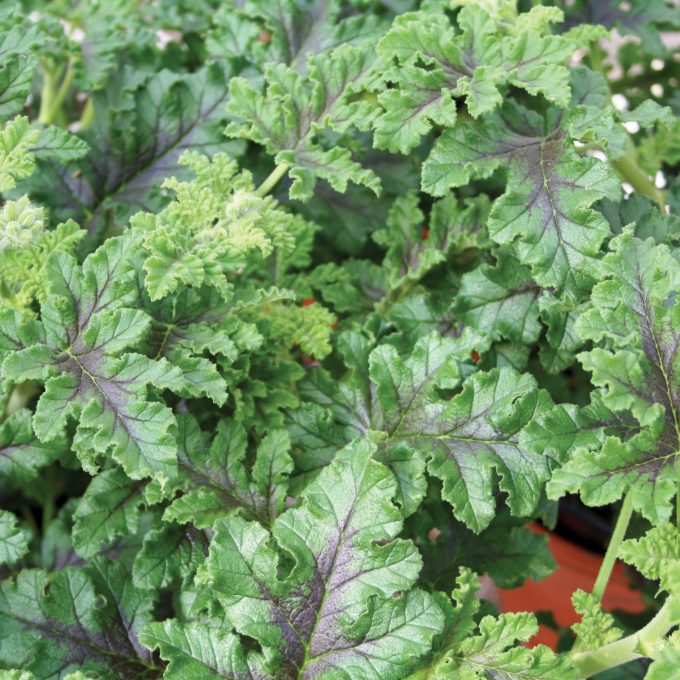 Geranium Scented Quercifolia