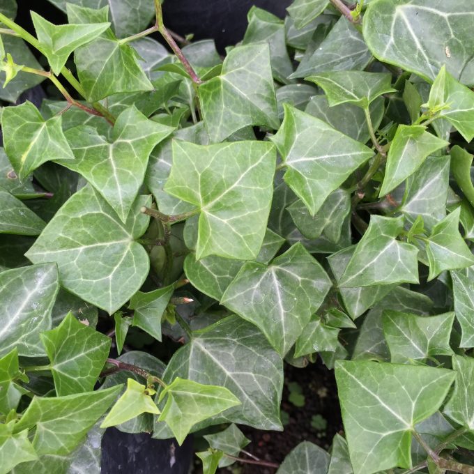 German Ivy Wax Leaf Green