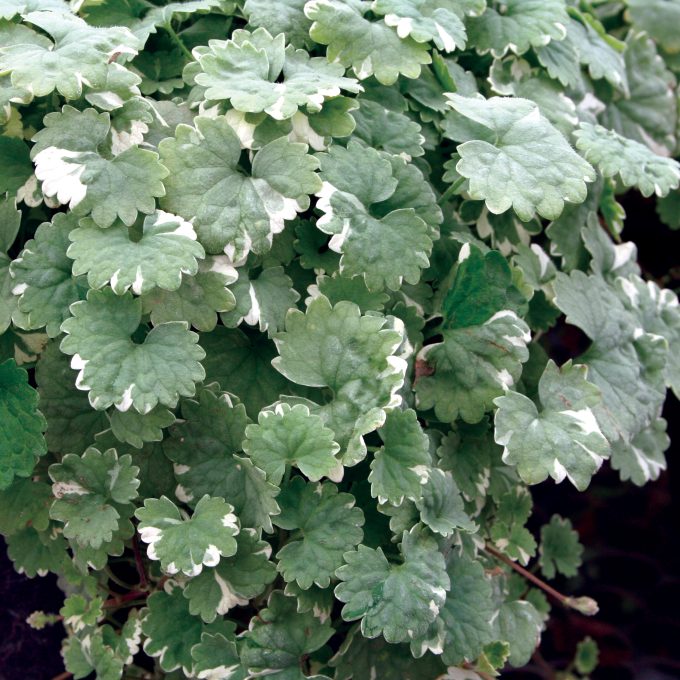 Glechoma hederacea