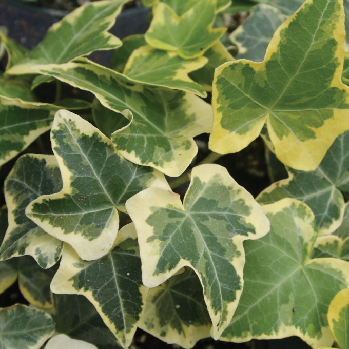 Hedera Gold Child