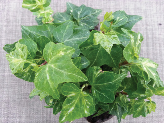 Hedera Golden Ingot