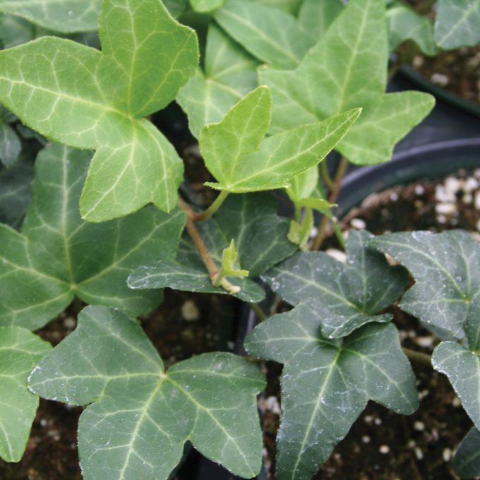 Hedera Ralf