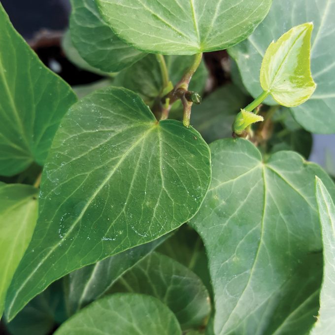 Hedera Teardrop