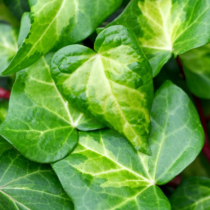 Hedera Tropical Sunburst