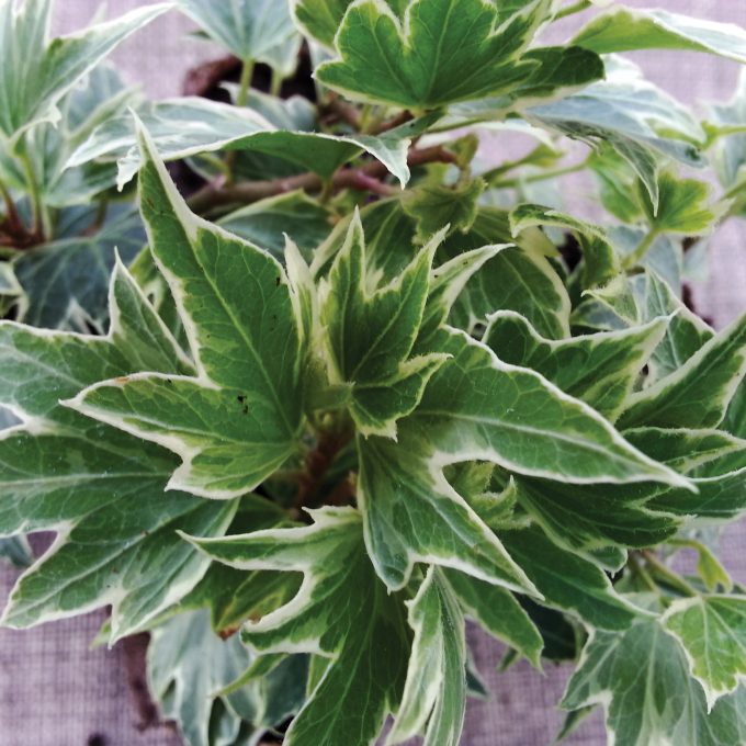 Hedera White Ripple