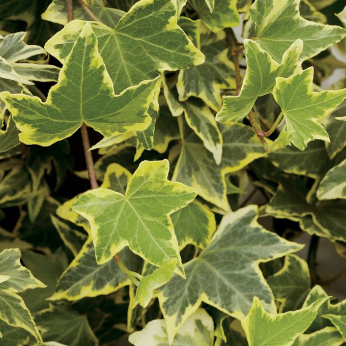 Hedera Yellow Ripple