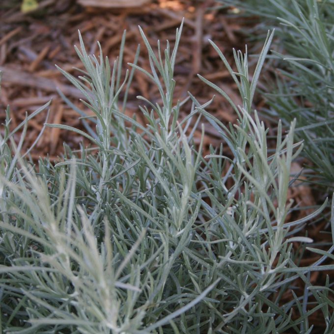 Helichrysum Icicles