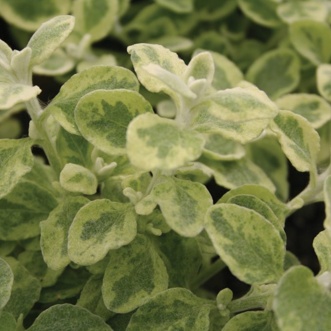 Helichrysum Variegated