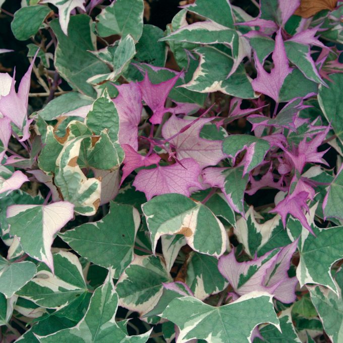 Ipomoea Tricolor