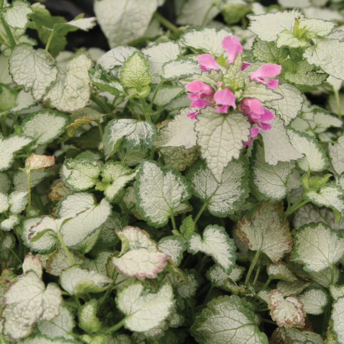 Lamium Beacon Silver