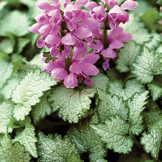 Lamium Orchid Frost