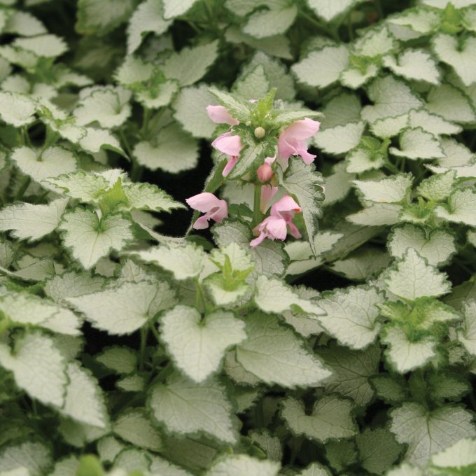 Lamium Pink Pewter