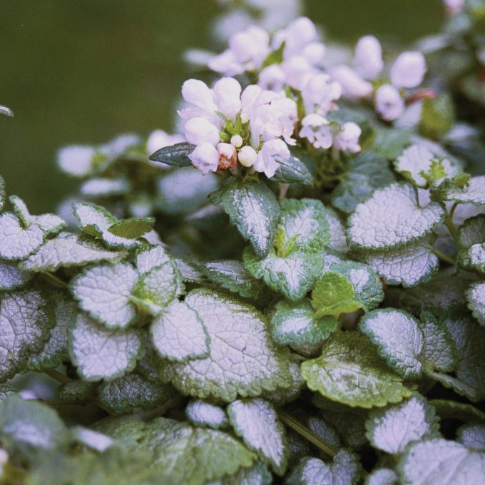 Lamium White Nancy