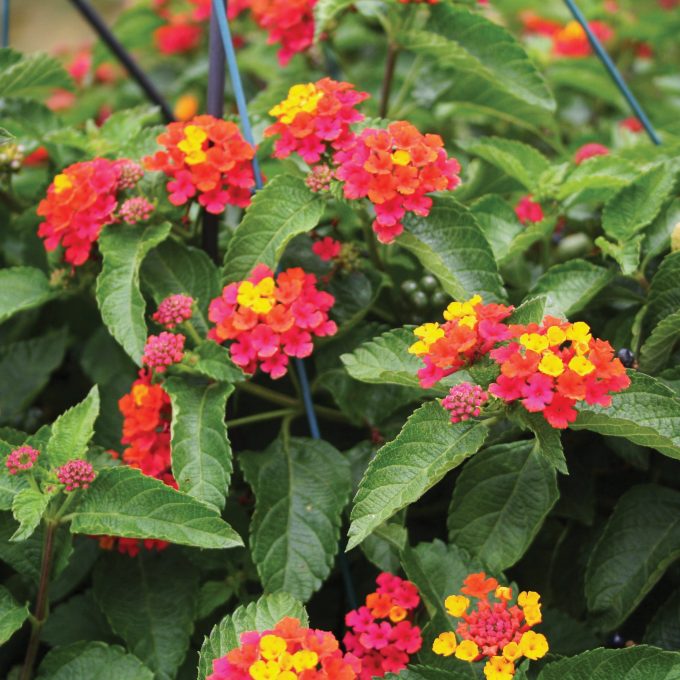 Lantana Confetti