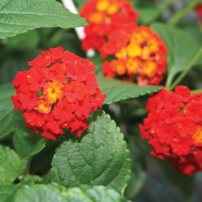 Lantana Dallas Red