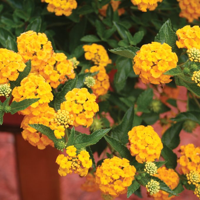 Lantana New Gold