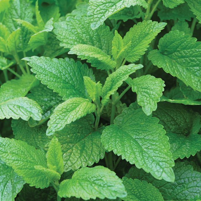 Lemon Balm, Melissa Officinalis