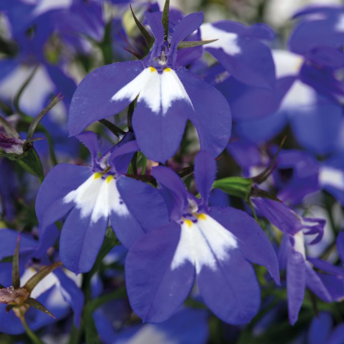 Lobelia Hot+ Blue With Eye