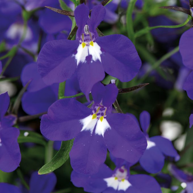 Lobelia Hot+ Dark Blue